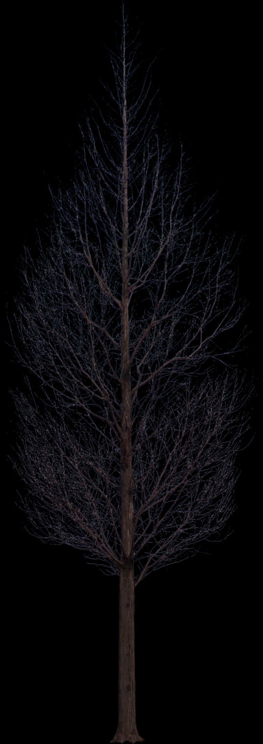 Bare Tree Against Night Sky PNG image