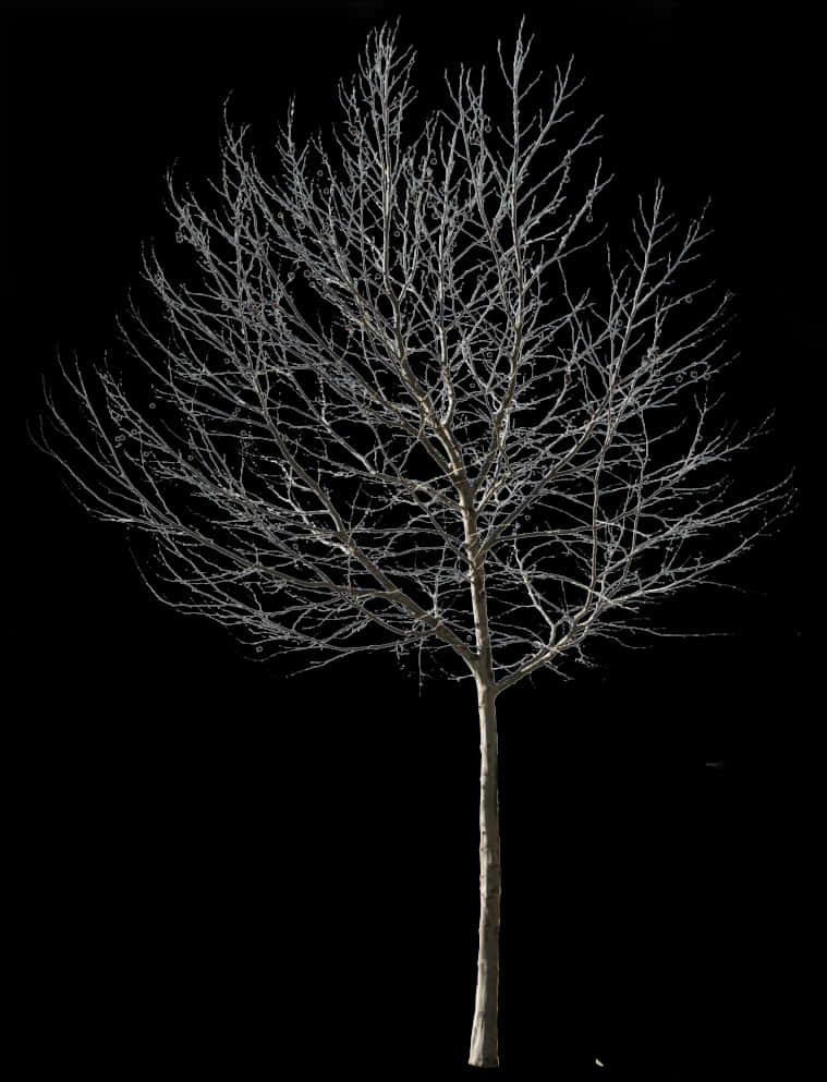 Bare Tree Against Night Sky PNG image