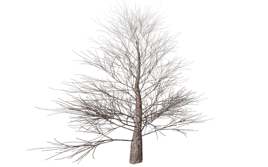 Bare Tree Against Night Sky PNG image