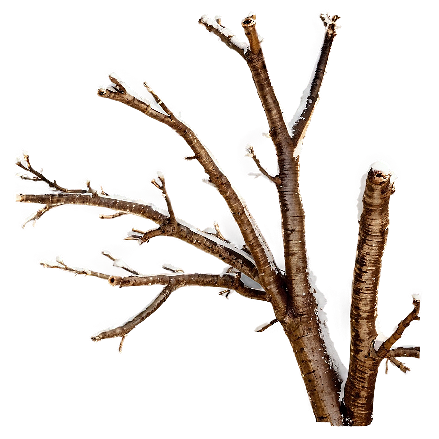 Bare Tree Branch Png Sms PNG image