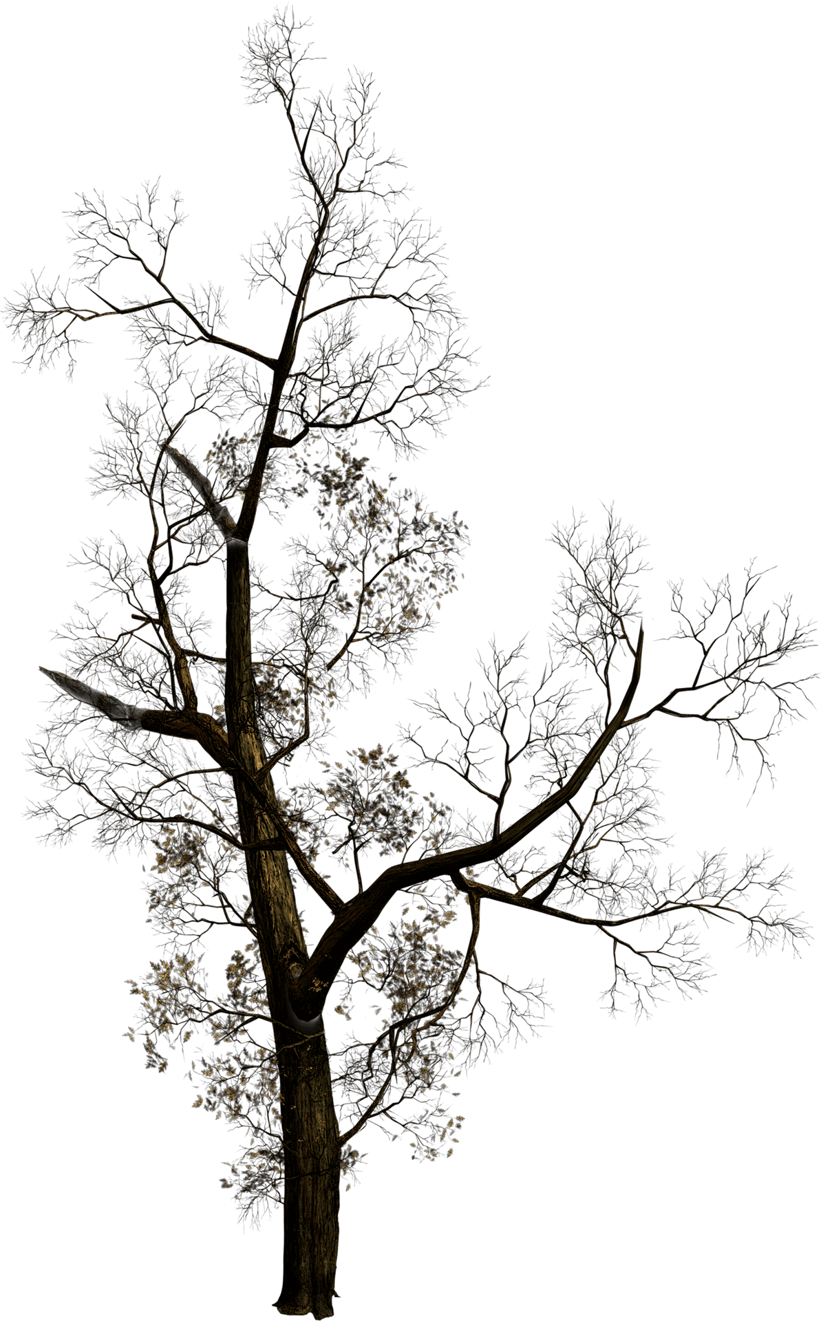 Bare Tree Silhouette Against Sky PNG image