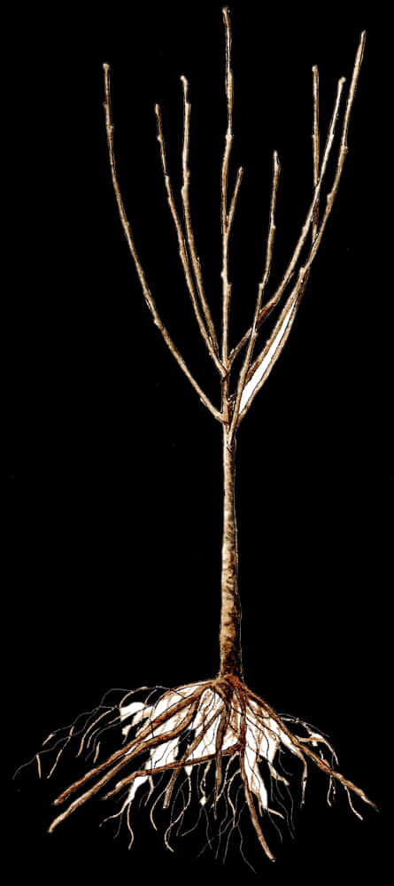 Bare Treewith Roots PNG image