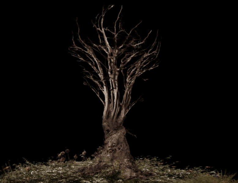Bare Treewith Visible Roots PNG image