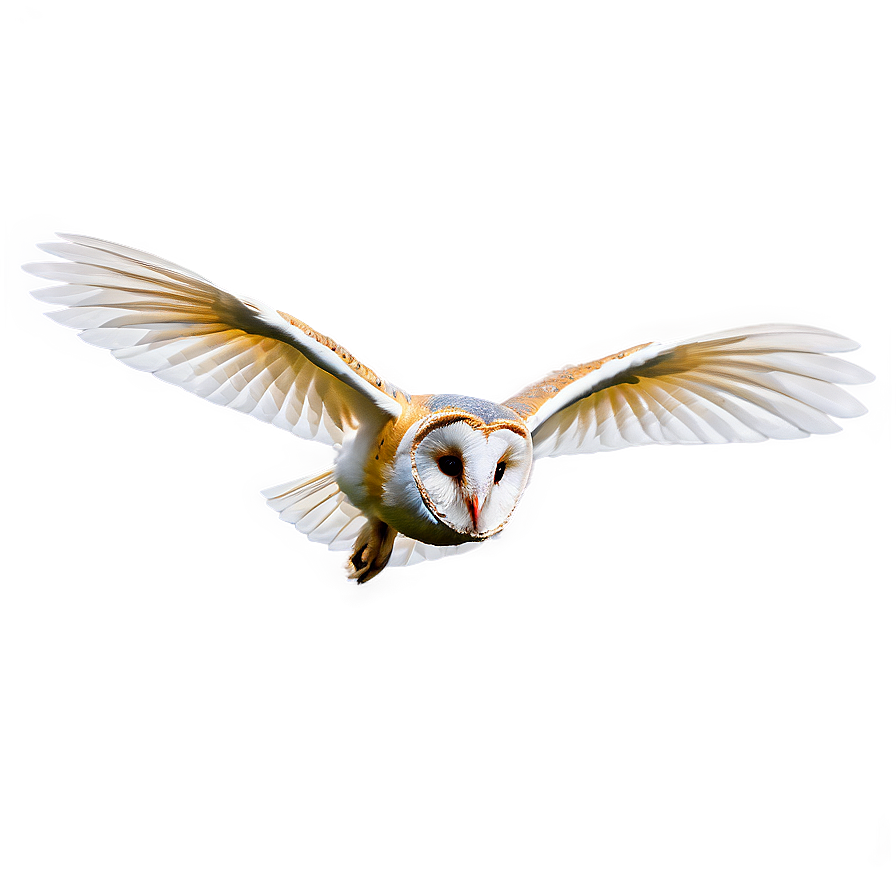 Barn Owl Gliding Png 74 PNG image