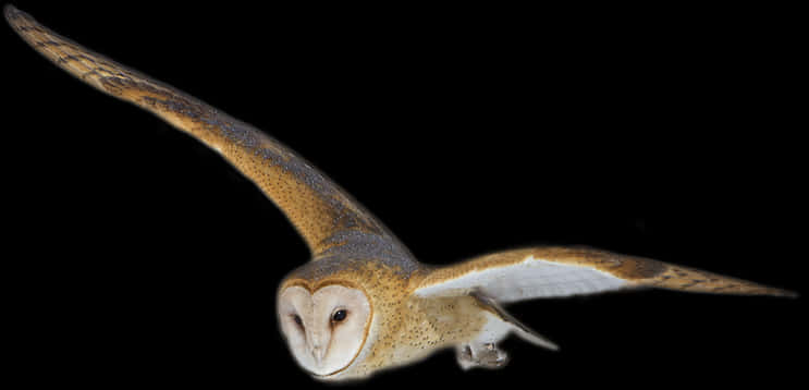 Barn Owl In Flight PNG image