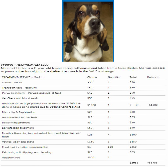 Basset Hound Adoption Feeand Costs PNG image