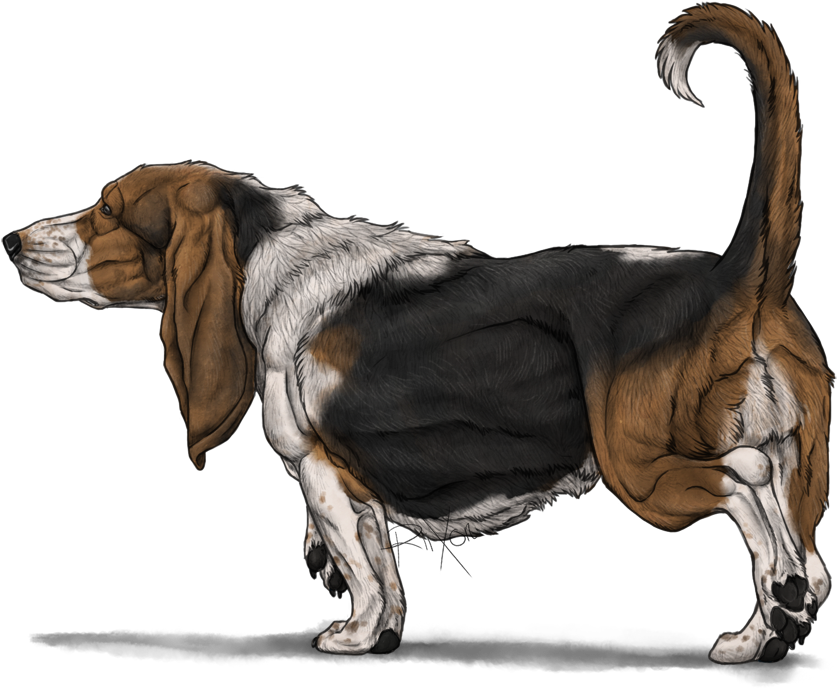 Basset Hound Illustration PNG image