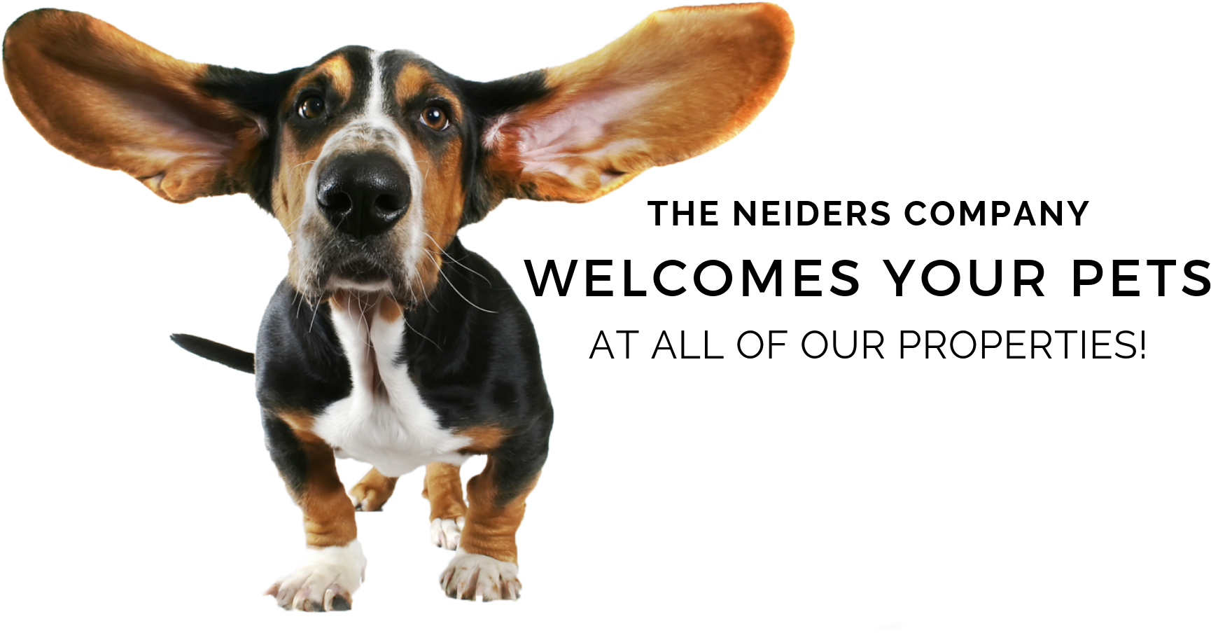 Basset Hound Welcoming Pets Promotion PNG image