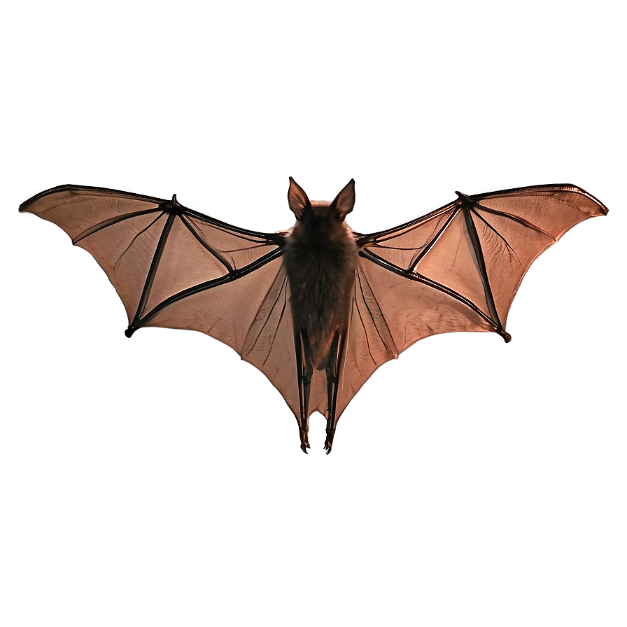 Bat Wing Spread Png 05232024 PNG image