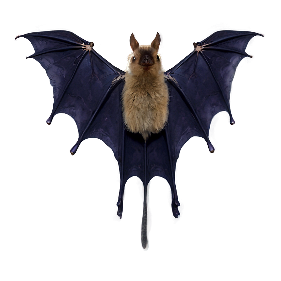 Bat Wing Spread Png 05232024 PNG image