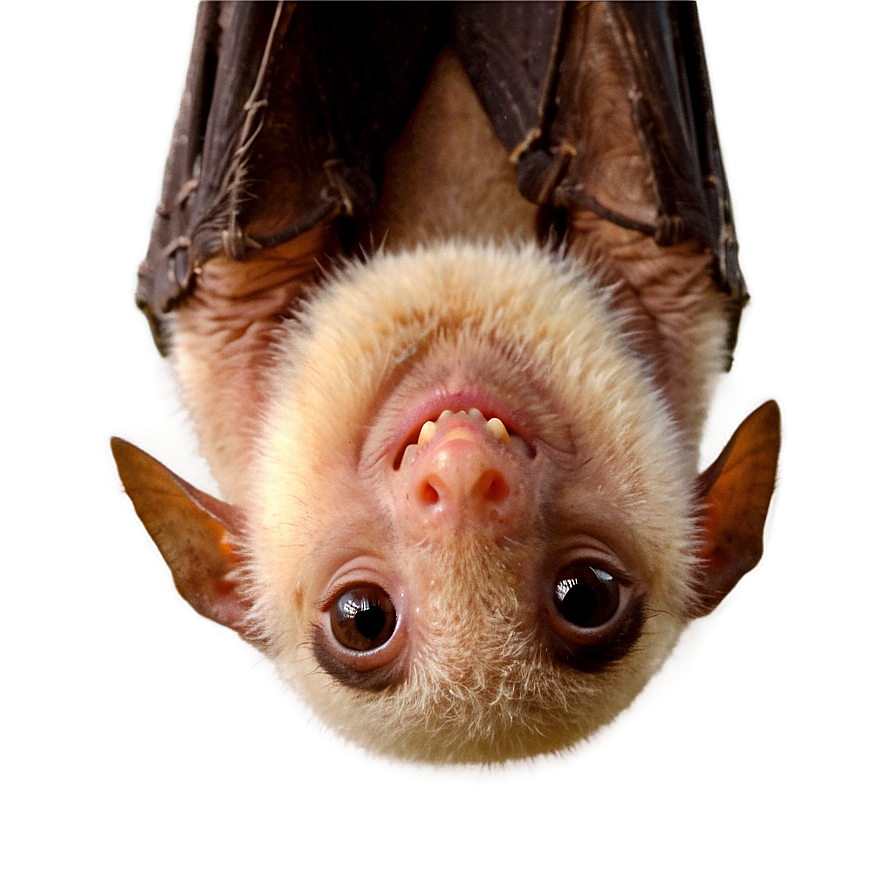 Bats Hanging Upside Down Png Wxl PNG image