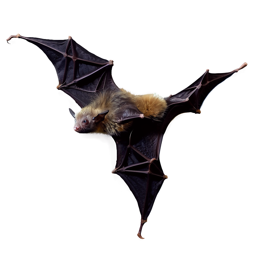 Bats Night Flight Png 05232024 PNG image