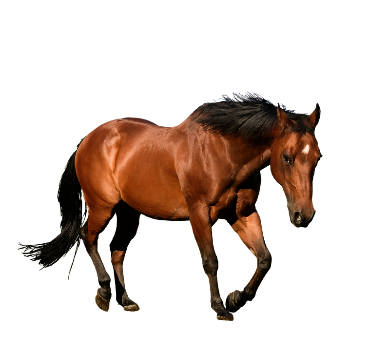 Bay Horsein Motion PNG image