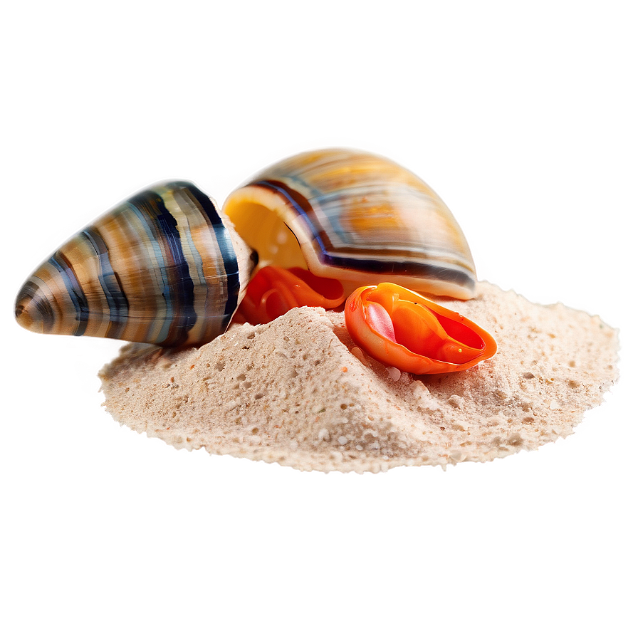 Beach Sand With Shellfish Png 06292024 PNG image