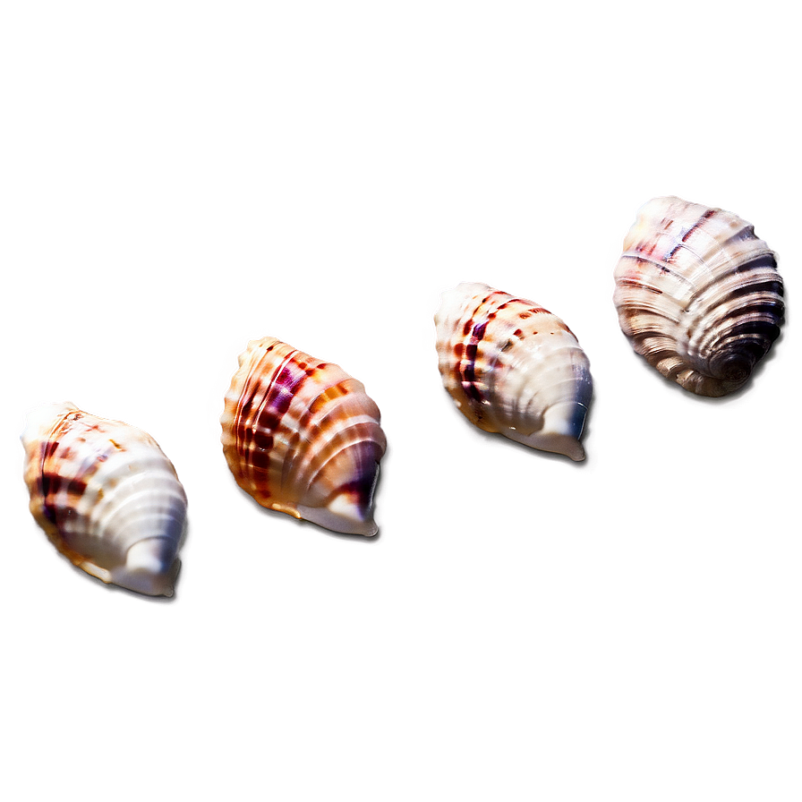 Beach Seashell Treasures Png Php PNG image