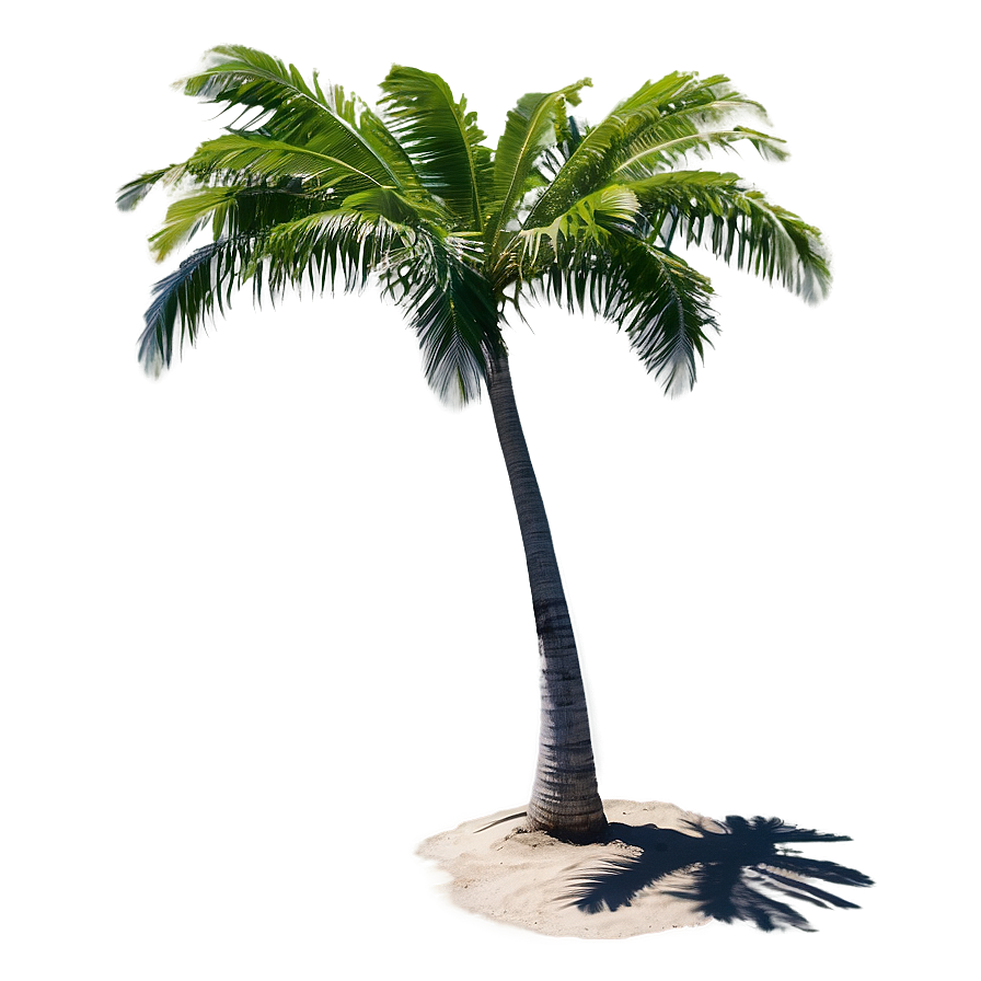 Beachside Tree Shadow Png 06272024 PNG image