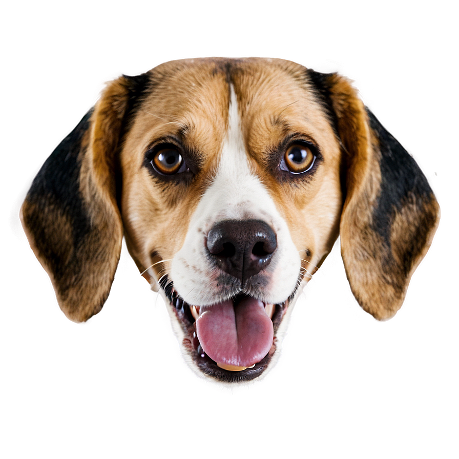 Beagle Dog Head Png Wtf99 PNG image