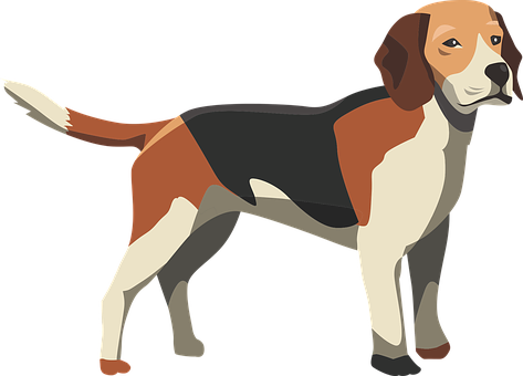 Beagle Dog Illustration PNG image
