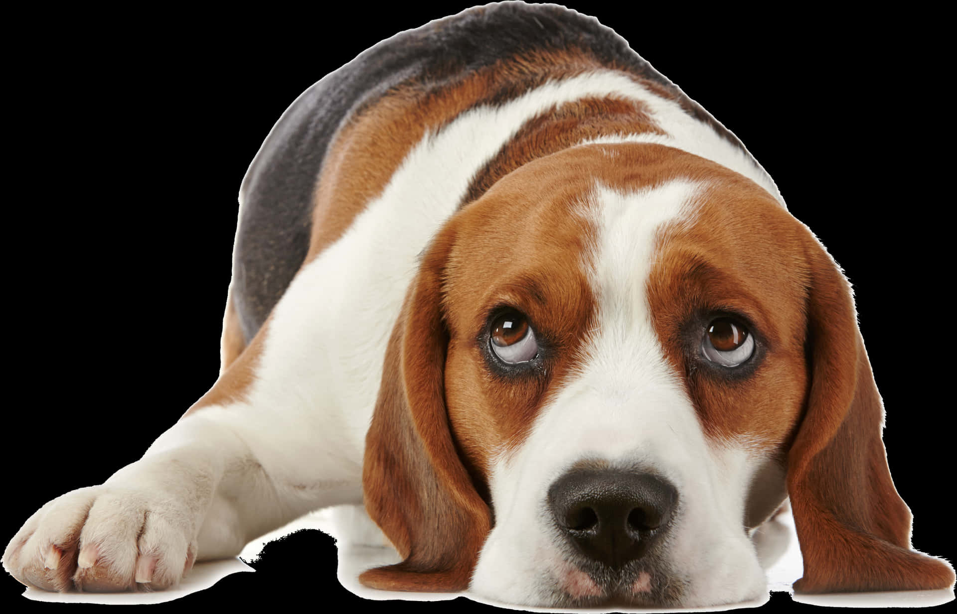 Beagle Dog Lying Down Black Background.jpg PNG image