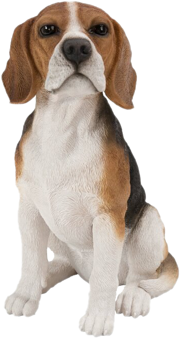 Beagle Dog Sitting Transparent Background PNG image