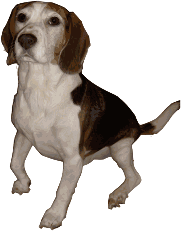 Beagle Dog Standing Illustration PNG image