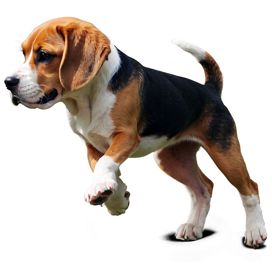 Beagle Png Bcy PNG image