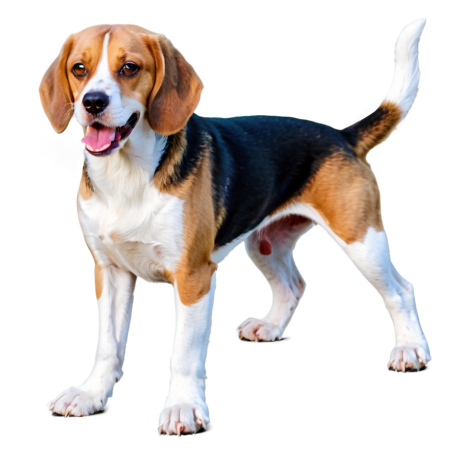 Beagle Png Iwr PNG image