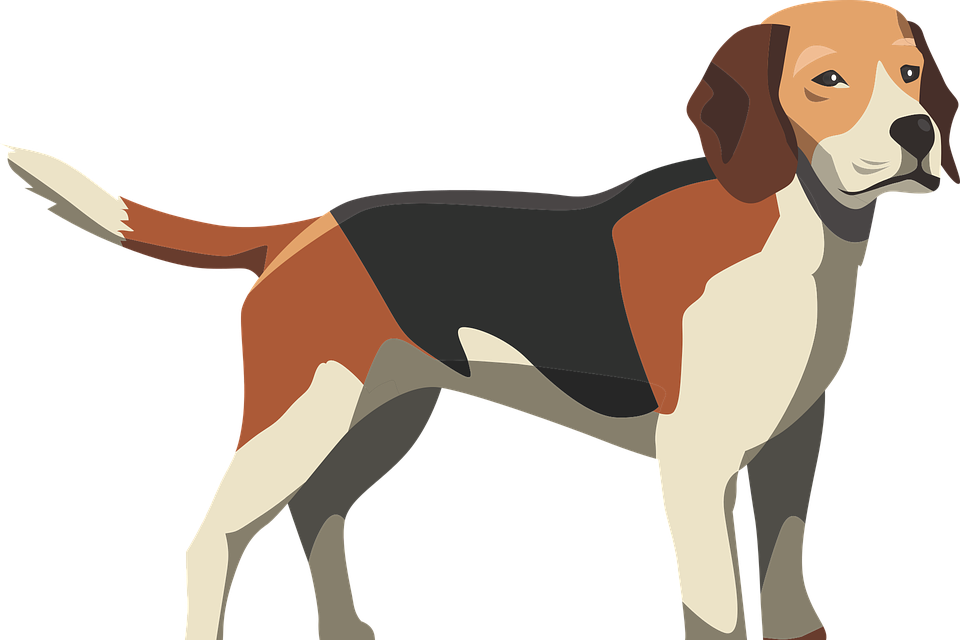 Beagle Standing Side View PNG image