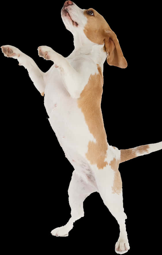Beagle Standingon Hind Legs PNG image