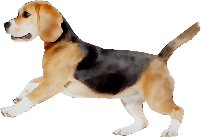 Beagle Watercolor Artwork PNG image