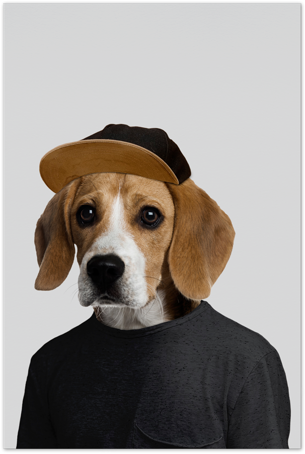 Beaglein Capand Sweater PNG image