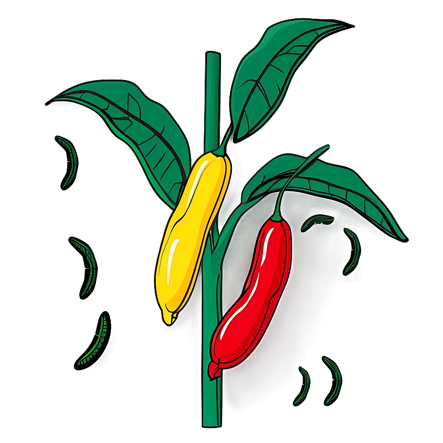 Bean Plant Clipart Png 06272024 PNG image