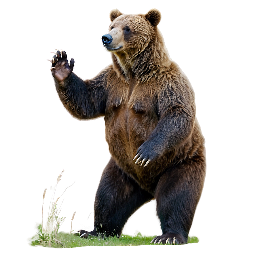 Bear B PNG image