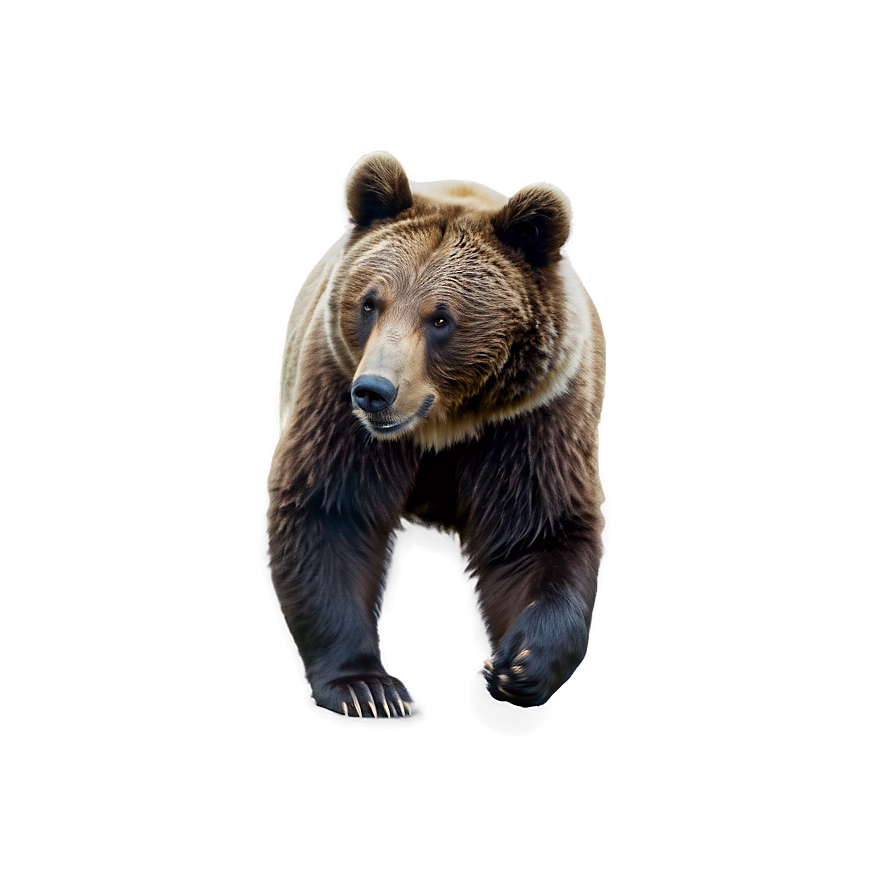 Bear C PNG image