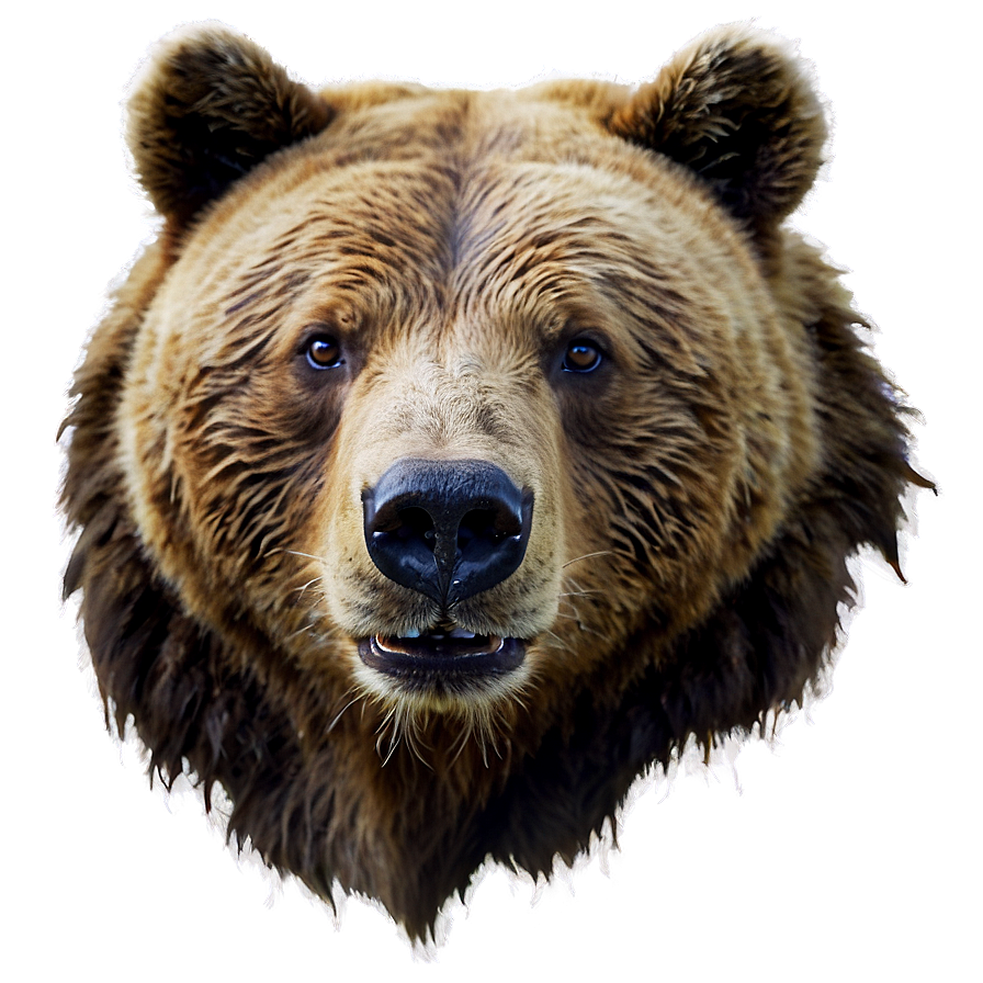 Bear Face A PNG image