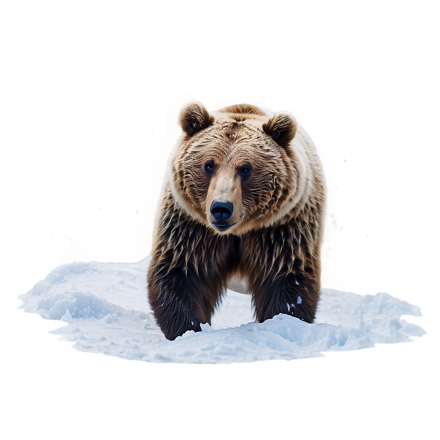 Bear In Snow Png 27 PNG image