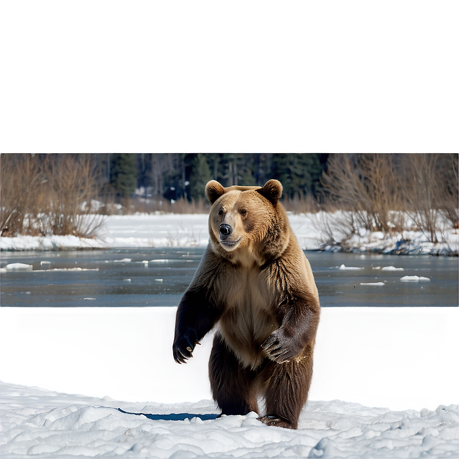 Bear In Snow Png 6 PNG image