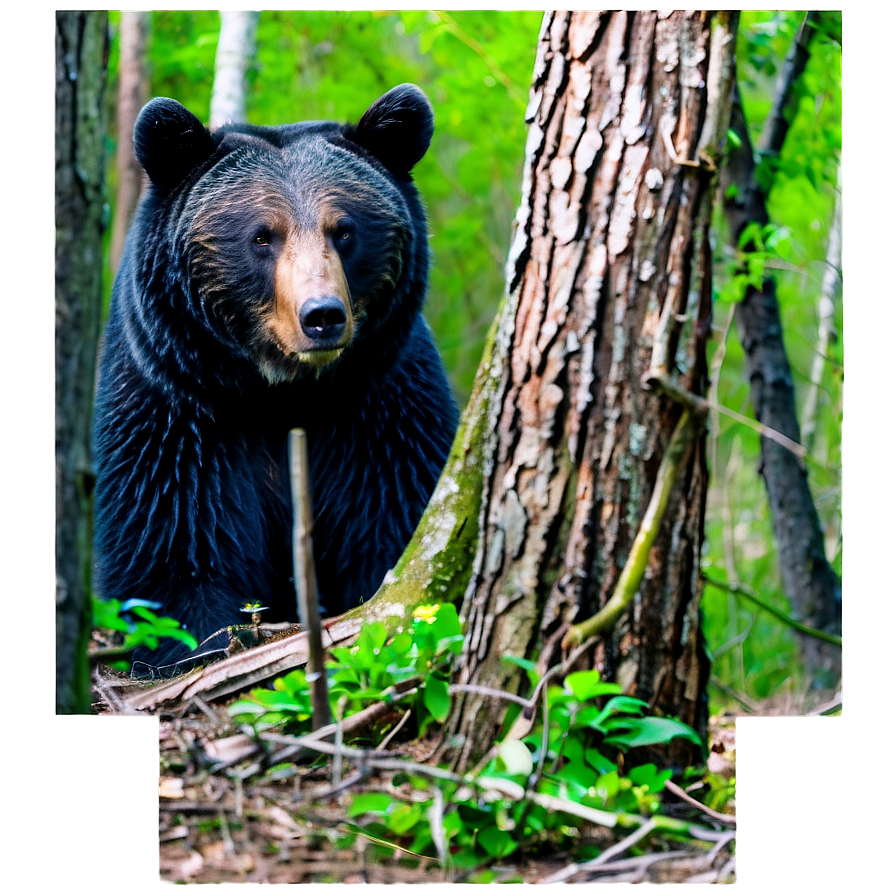 Bear In The Woods Png 05032024 PNG image