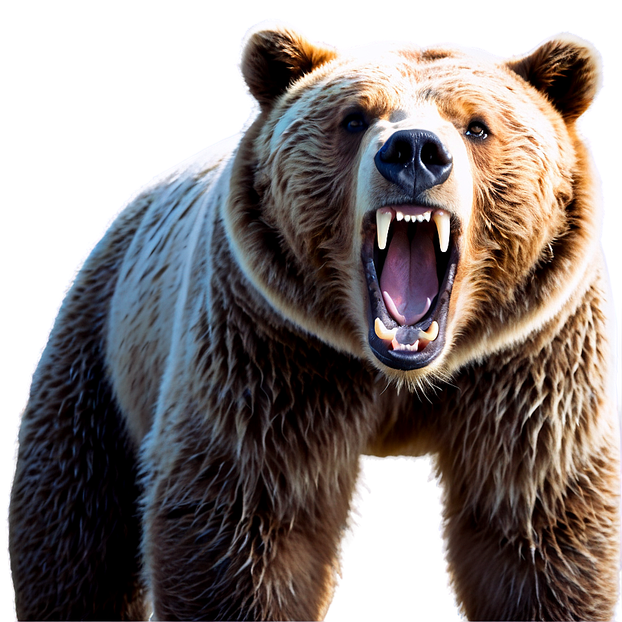 Bear Roaring Png Nmd5 PNG image