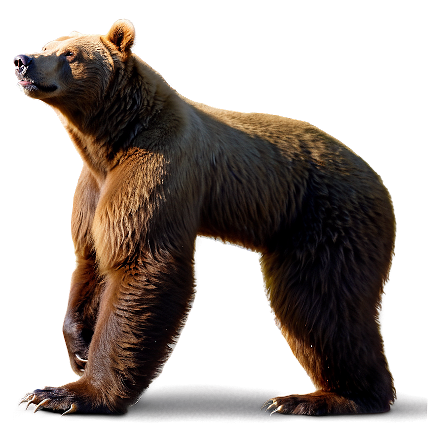 Bear Standing Up Png 05032024 PNG image