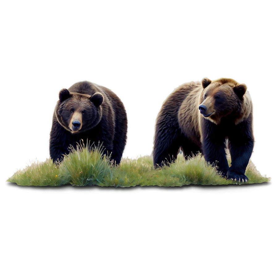 Bears C PNG image