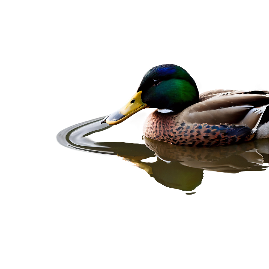 Beautiful Mallard Duck Png Pmf PNG image