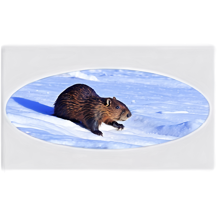 Beaver In Snowy Landscape Png 82 PNG image