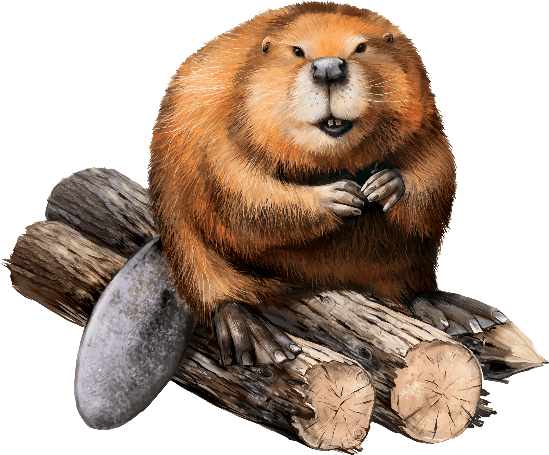 Beaver Sitting On Logs Illustration PNG image