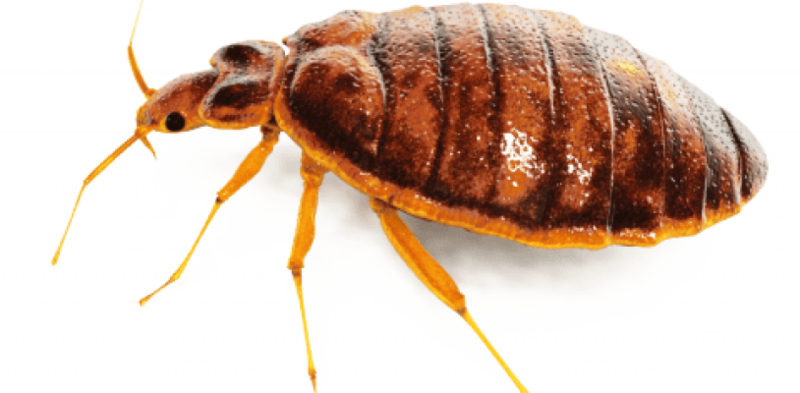 Bedbug_ Closeup_ View PNG image