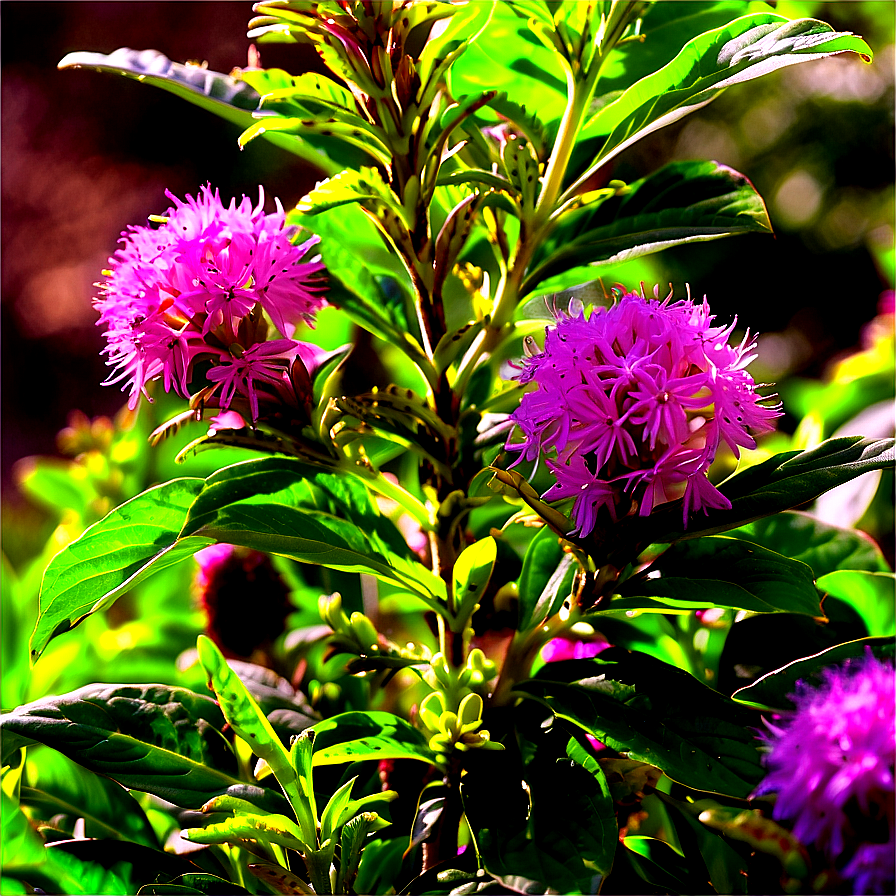 Bee Friendly Shrubs Png 06122024 PNG image