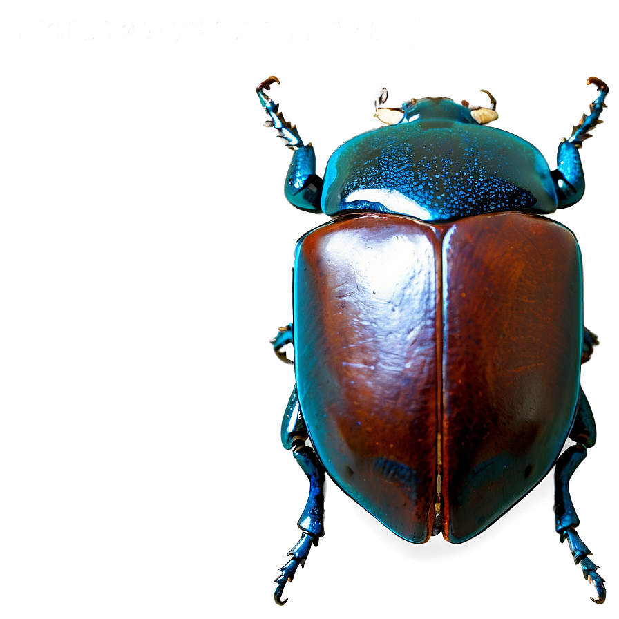 Beetle Expedition Photo Png Tal PNG image