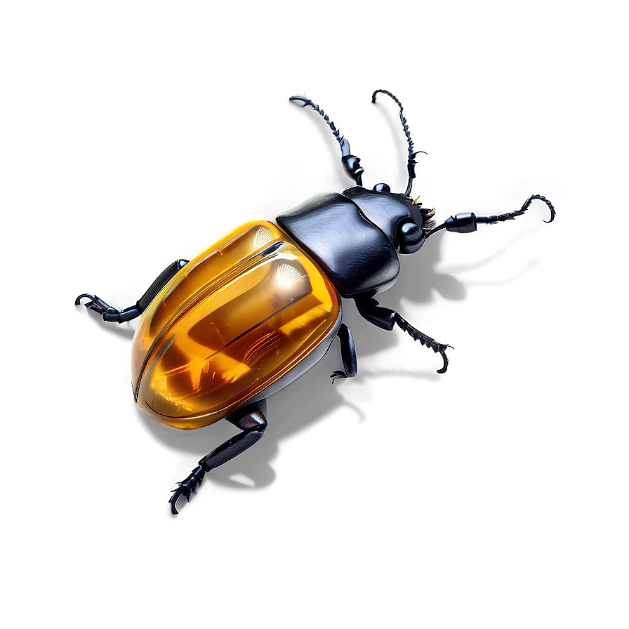 Beetle In Amber Png Qwf16 PNG image