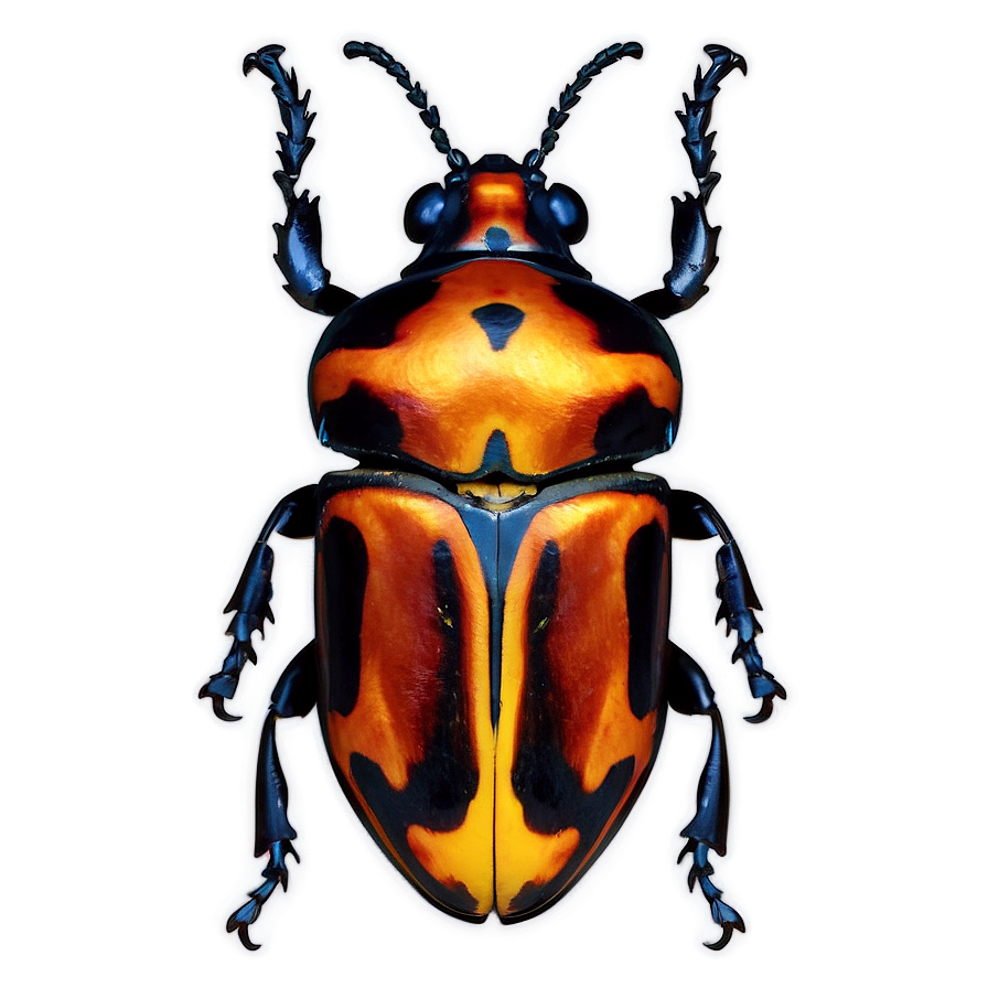 Beetle Species Chart Png 20 PNG image