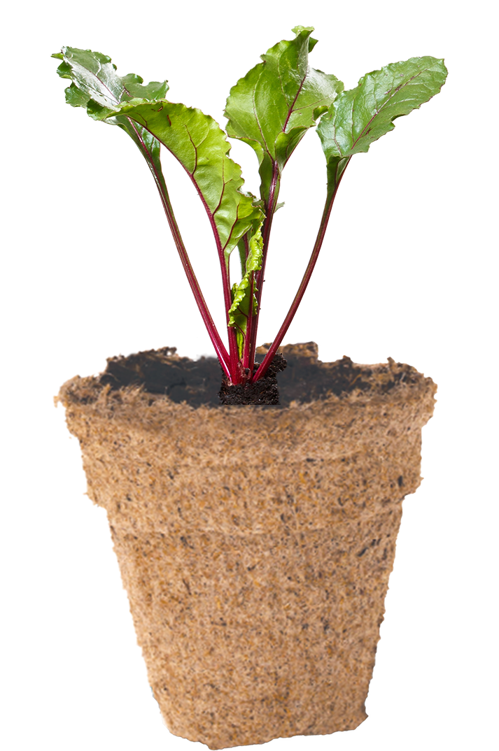 Beetroot Seedlingin Biodegradable Pot PNG image